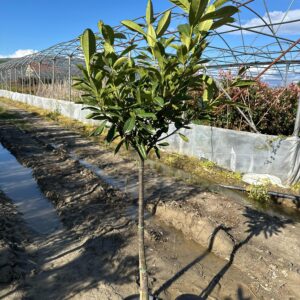 Prunus laurocerasus “Novita”