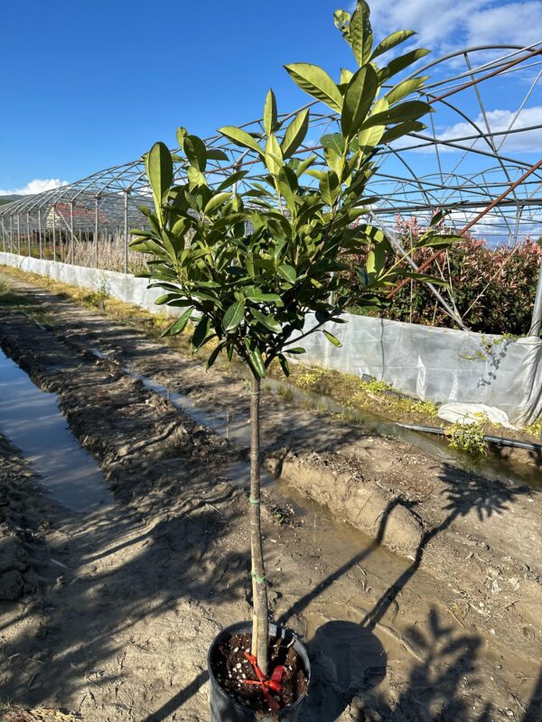 Prunus laurocerasus “Novita”