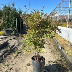 Nandina domestica (Heavenly Bamboo)