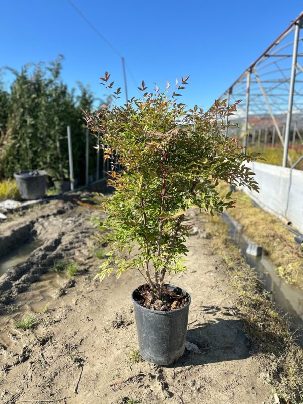 Nandina domestica (Heavenly Bamboo)