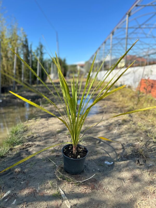 Yucca Plant