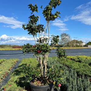 Camellia japonica Black Lace bonsai