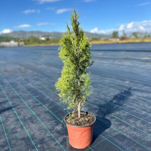 Thuja occidentalis Sonny Smaragd