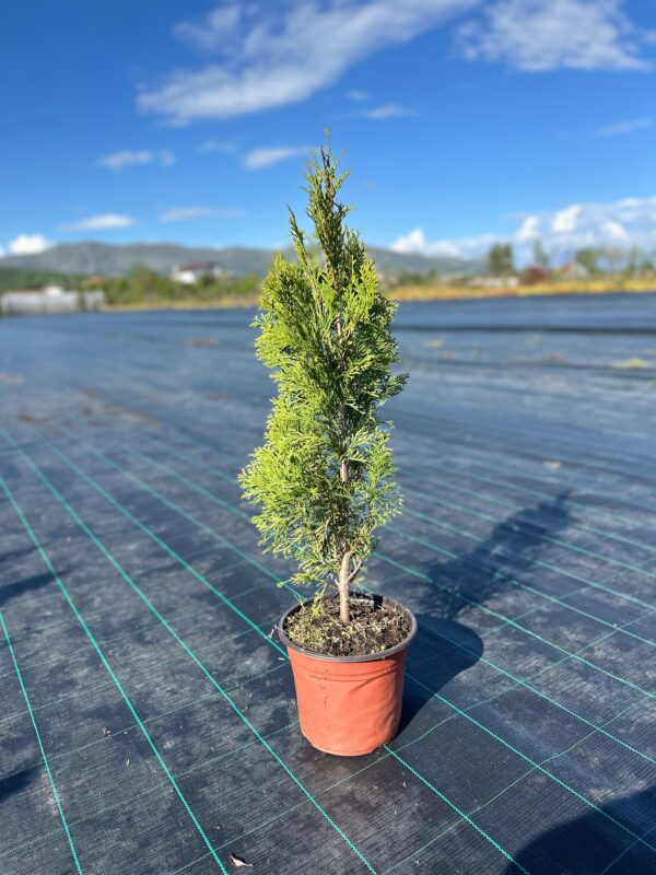 Thuja occidentalis Sonny Smaragd