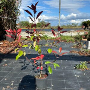 Photinia Red Robin  (vazo 3 liter)