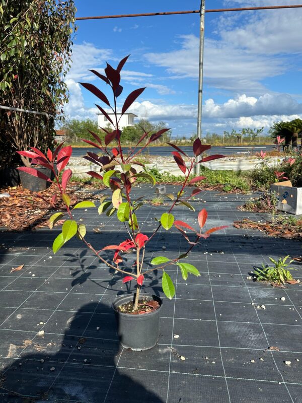 Photinia Red Robin  (vazo 3 liter)