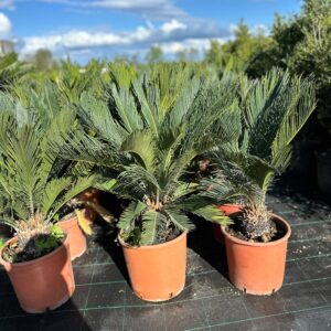 CYCAS REVOLUTA (Sago Palm)