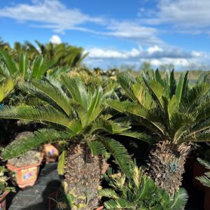 CYCAS REVOLUTA (Sago Palm)