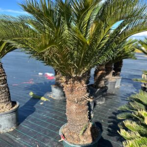 CYCAS REVOLUTA (Sago Palm)
