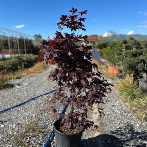 Acer palmatum 'Rhode Island Red' Japanese Maple
