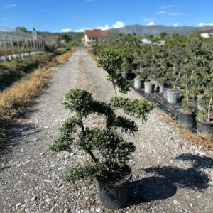 Ilex Crenata 'Kinme