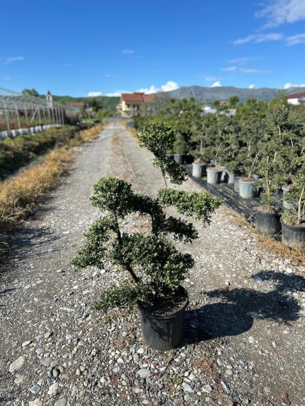 Ilex Crenata 'Kinme