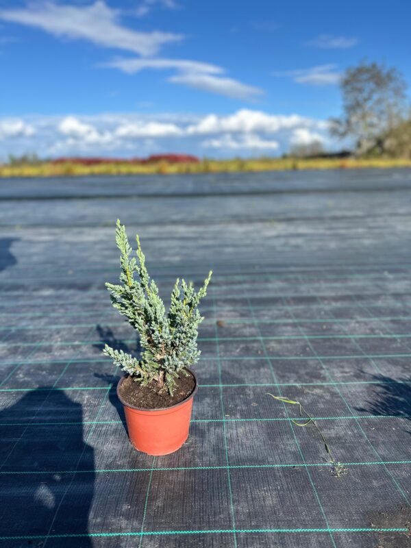 Juniperus horizontalis ‘Blue Chip’