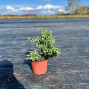 JUNIPERUS chinensis ‘Green Mantle