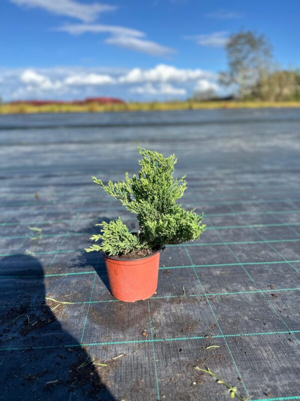 JUNIPERUS chinensis ‘Green Mantle