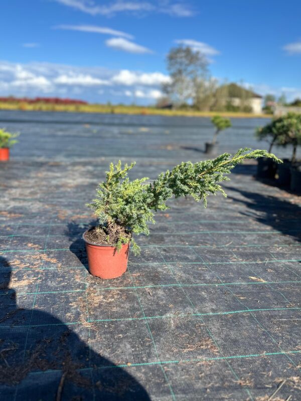Juniperus chin. 'Blue Alps'