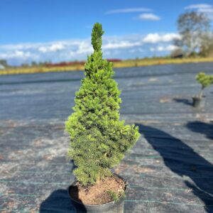 Dwarf Alberta Spruce Picea glauca 'Conica'