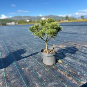 Dwarf Mountain Pine